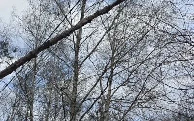 Powalony konar drzewa – Zagościniec