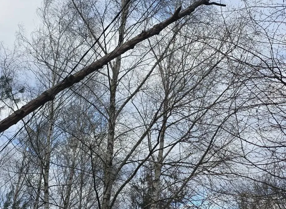 Powalony konar drzewa – Zagościniec