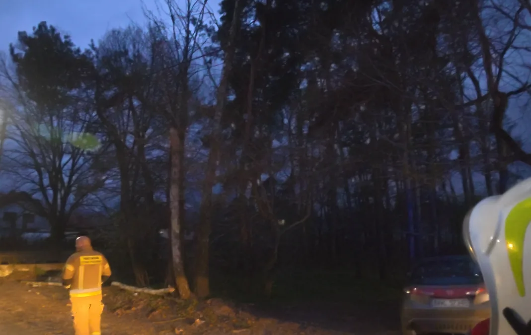 Powalone drzewo – Lipinki