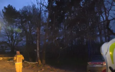 Powalone drzewo – Lipinki