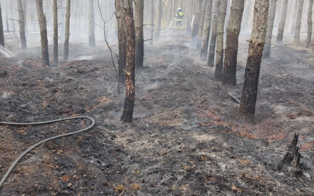 Pożar lasu – Leśniakowizna