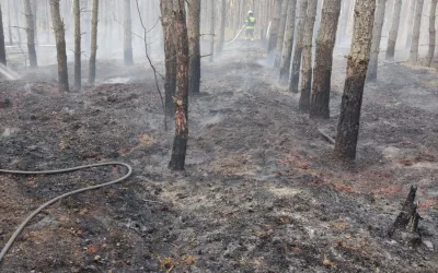 Pożar lasu – Leśniakowizna
