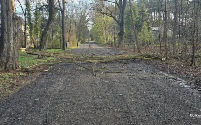 Uszkodzone drzewo – Zagościniec