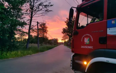 Pęknięte drzewo