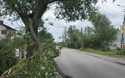 Pęknięte drzewo