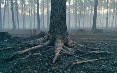Pożar lasu Międzyleś